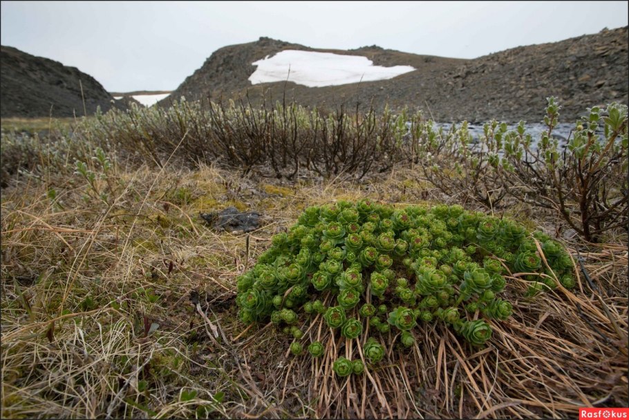 Кастиллея Арктическая