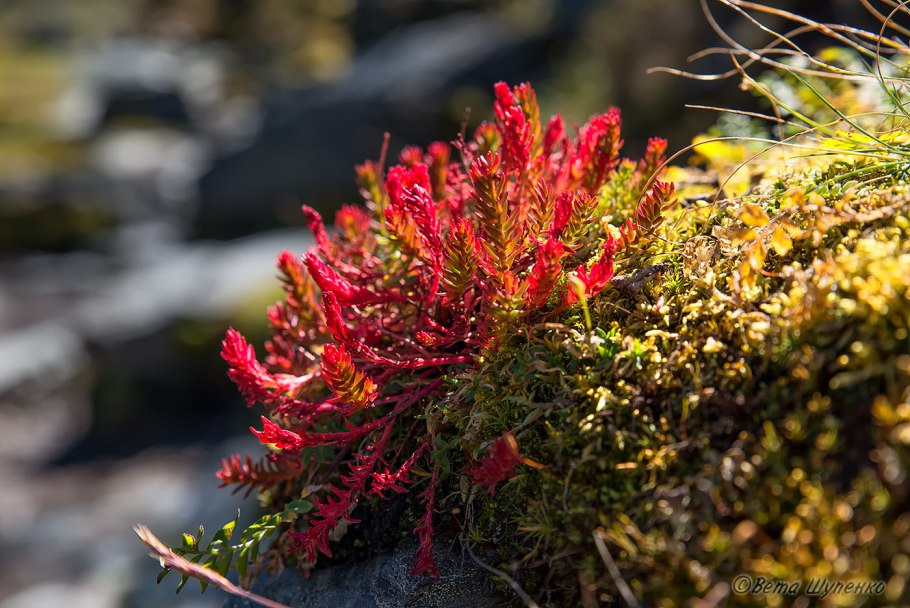 Плато Путорана Флора