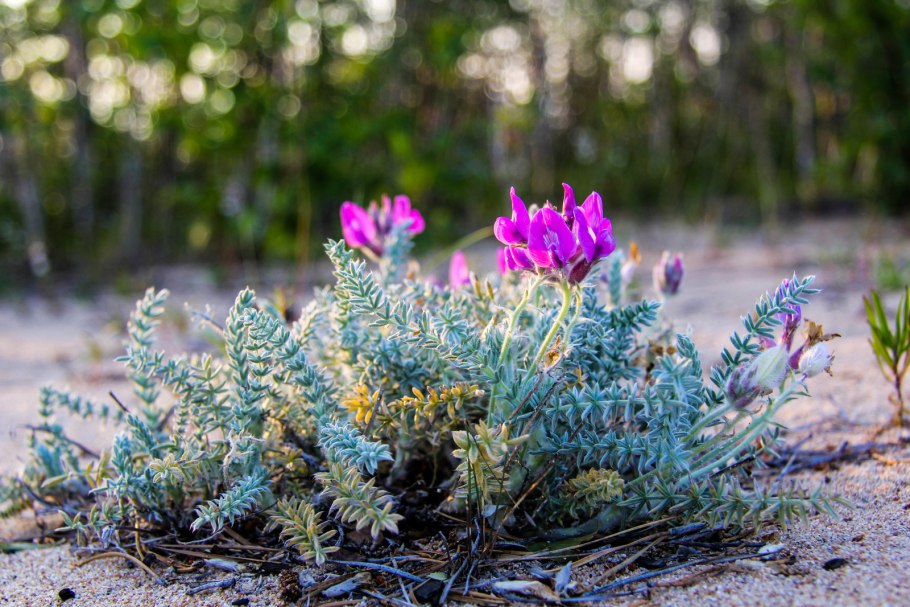 Арктические пустыни Полярный Мак