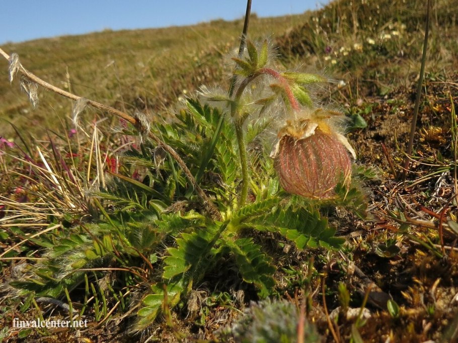 Таймырская роза Сиверсия