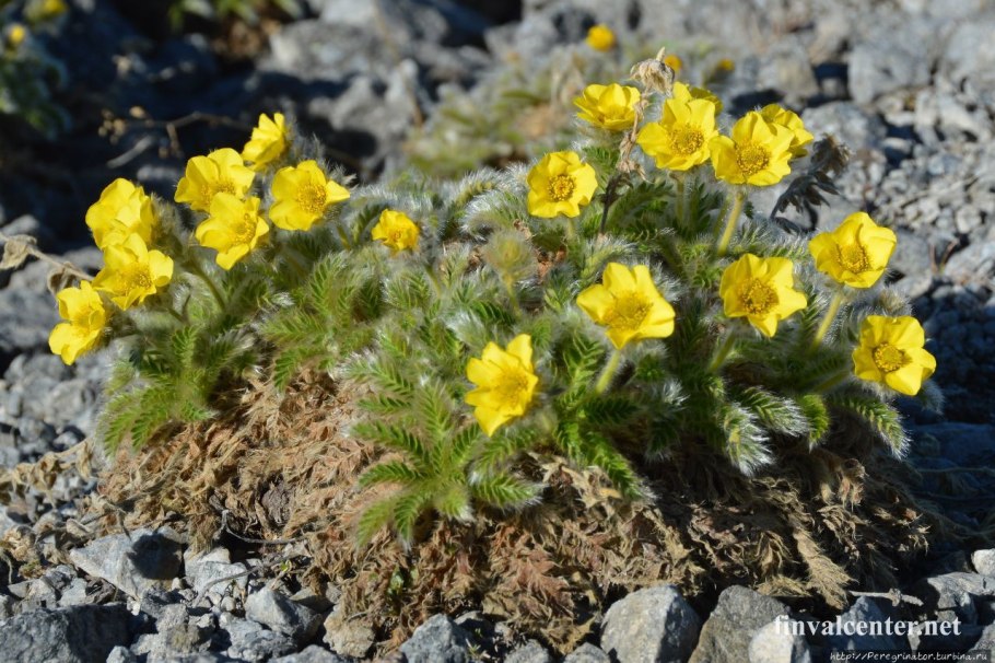 Новосиверсия Ледяная Арктическая роза