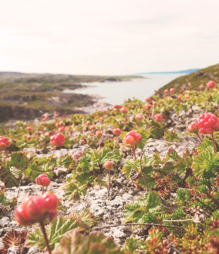 Кандык кавказский