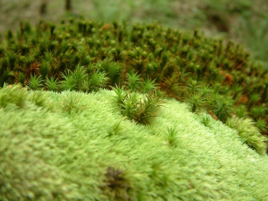 Мох антоцерос гладкий