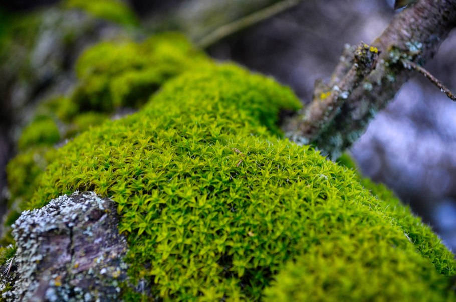 Мох шутерсток