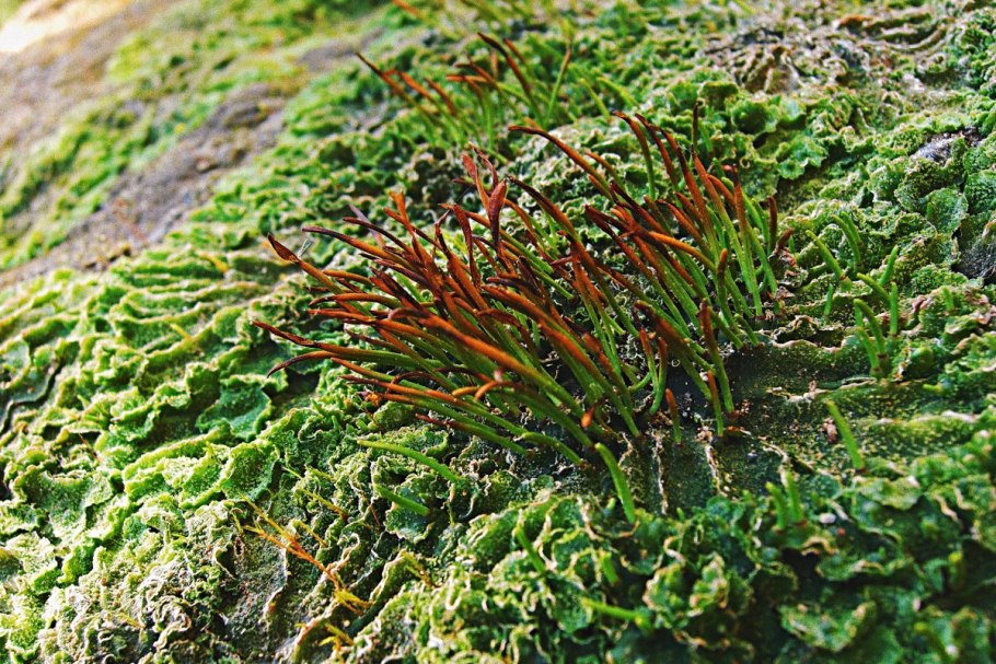 Папоротник Щитовник мужской внешнее строение