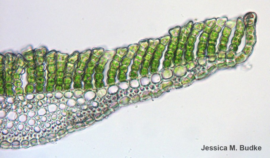 Пушковиднач дернина мхоа