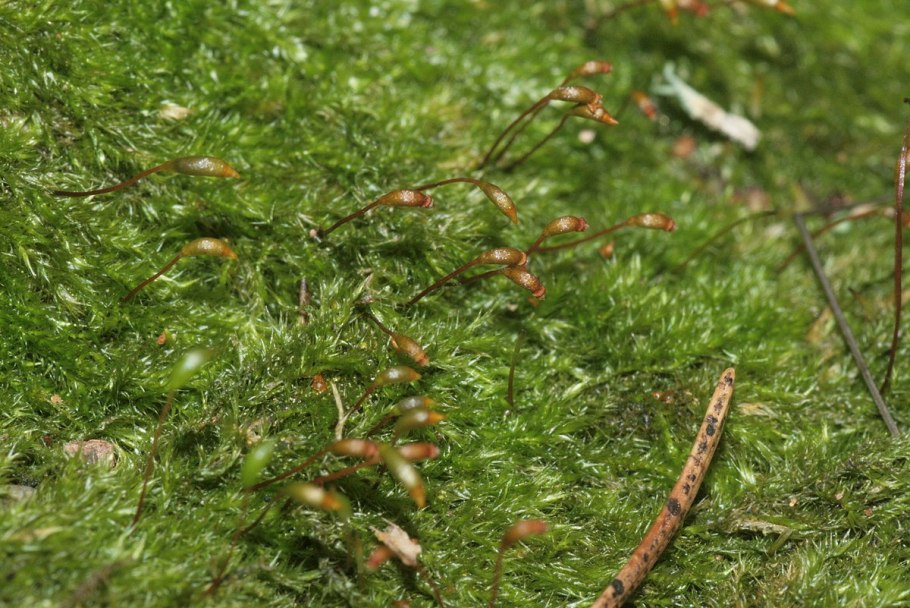 Паренхимная растительная клетка