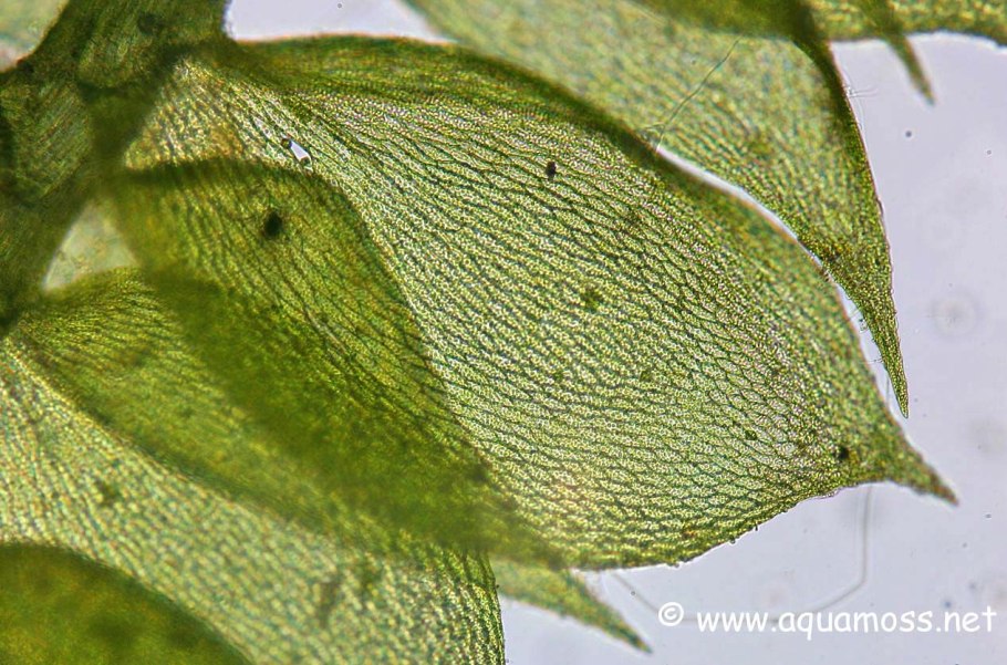 Жизненный цикл мха Кукушкина льна