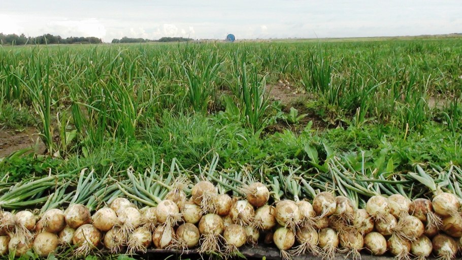 Лук растет на полях