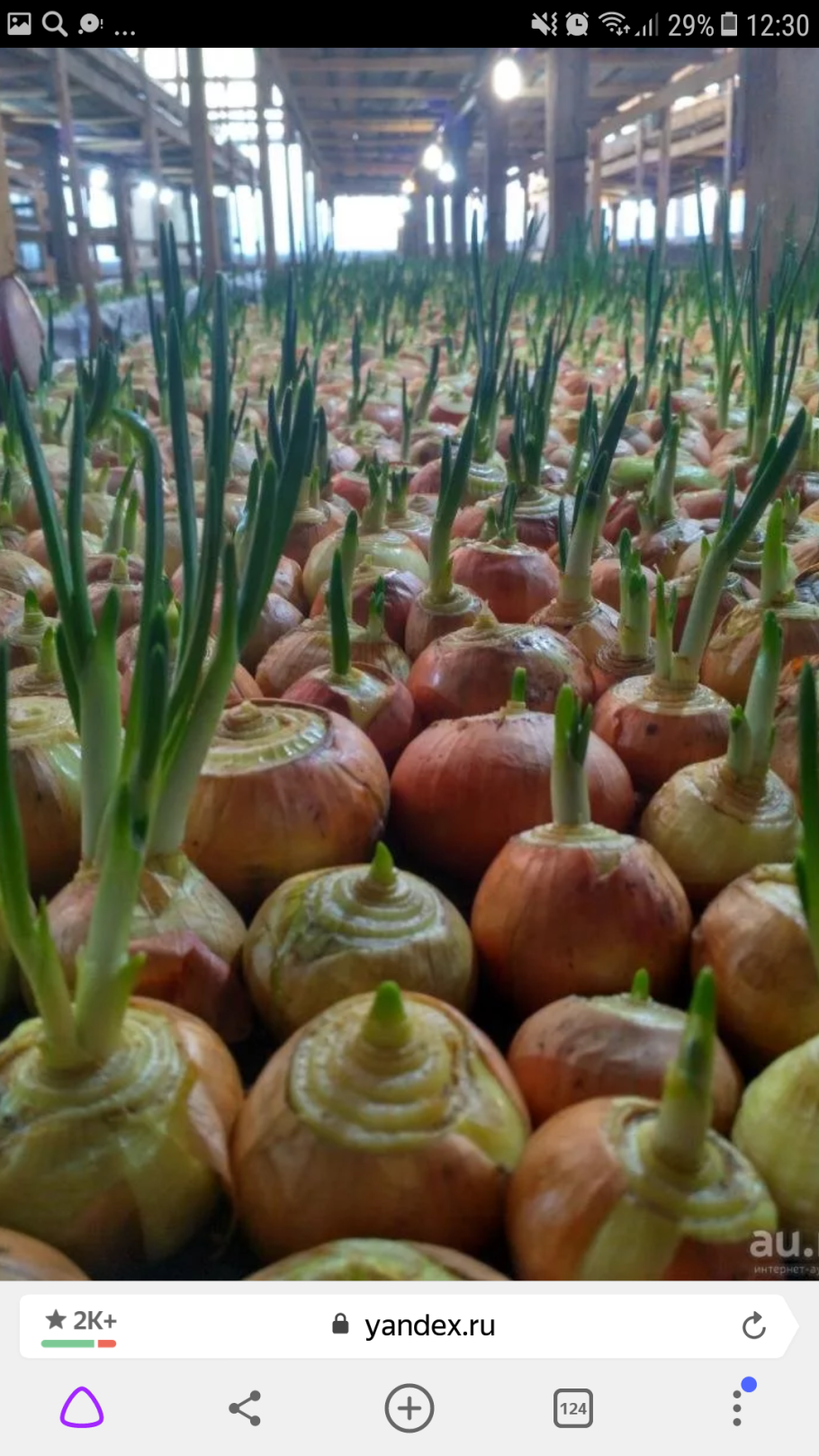 Лук красный с зеленью