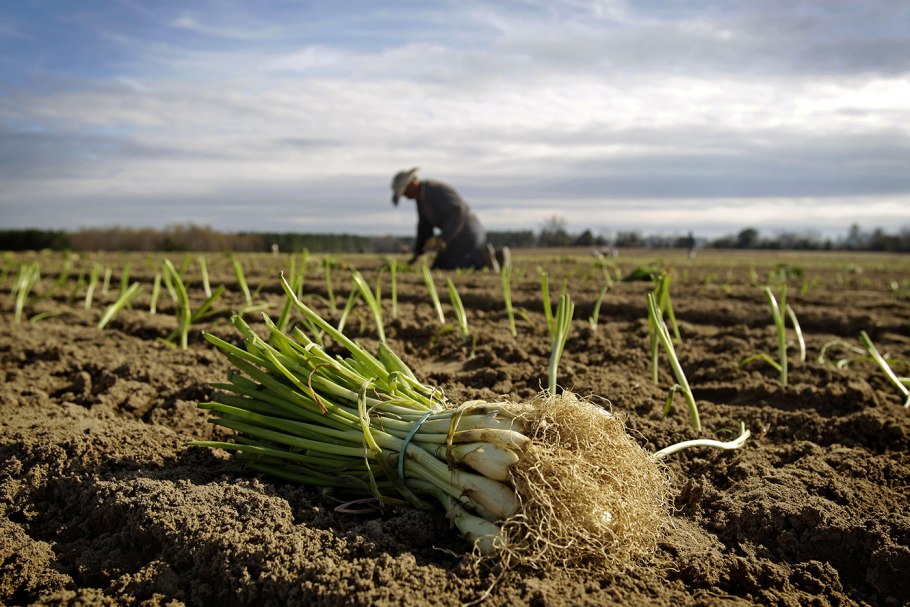 Фермер с луковицей