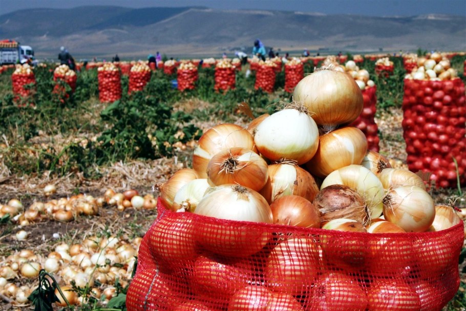 Луковые поля в Казахстане