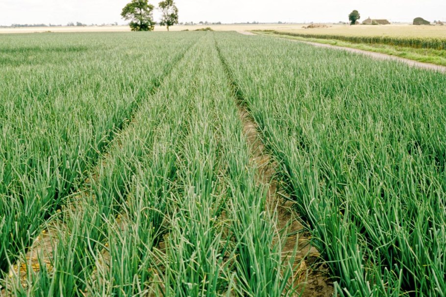 Мужчина лук чеснок