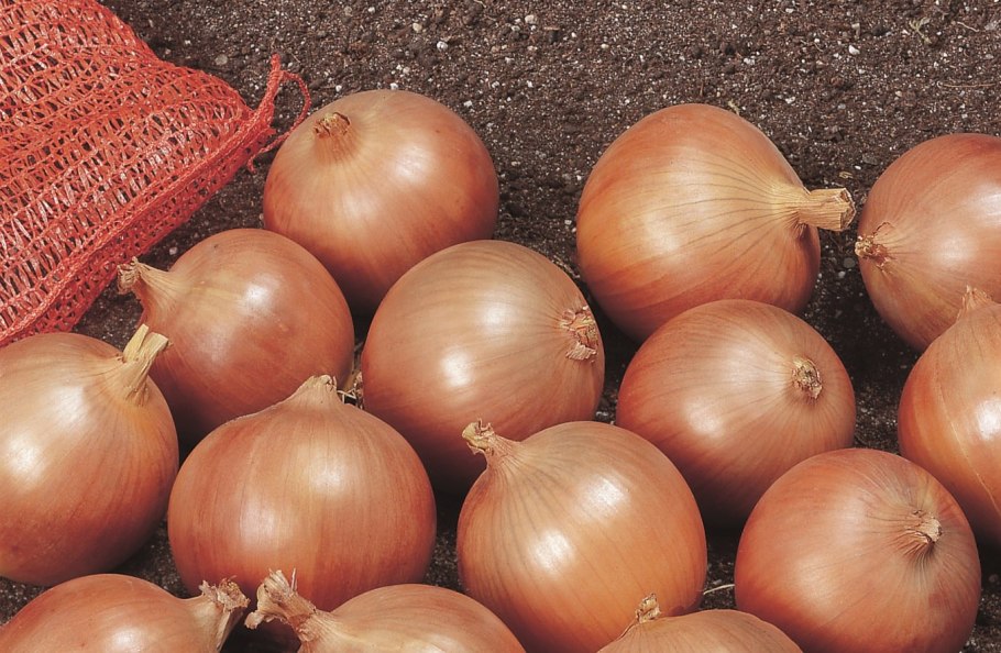 Лук репчатый Есаул f1