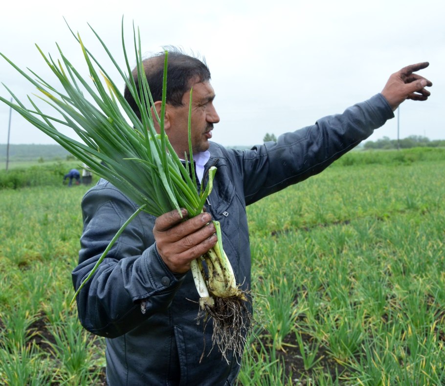 Сорт лука олио