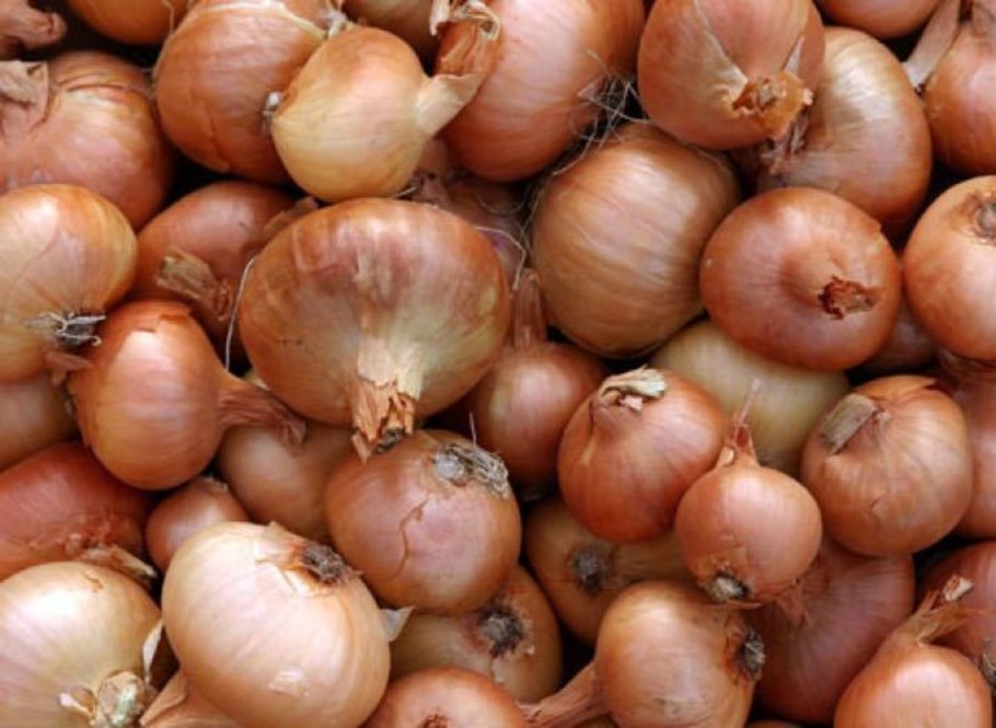 Лук восторг