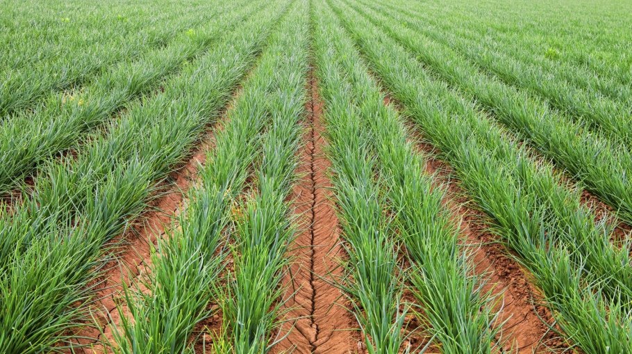 Лук-севок Стардаст