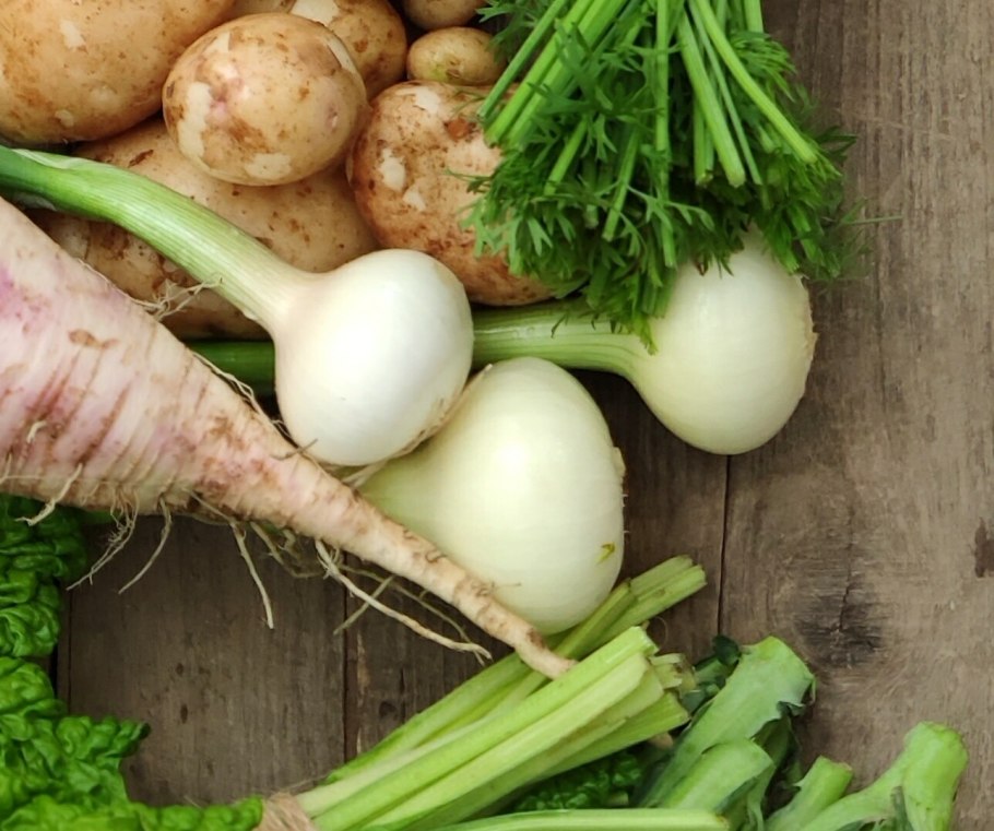 Салатный репчатый лук