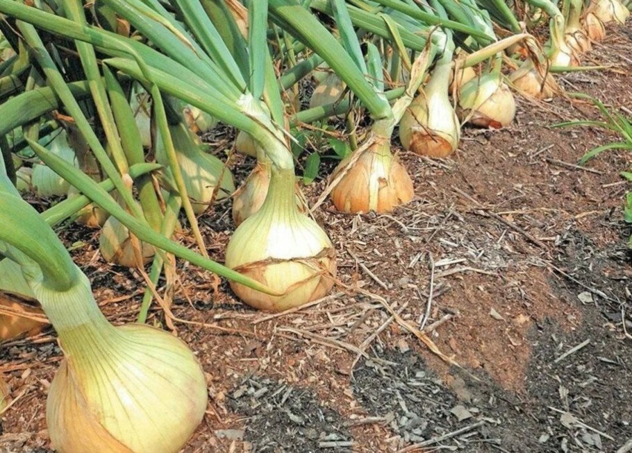 Хранение лука