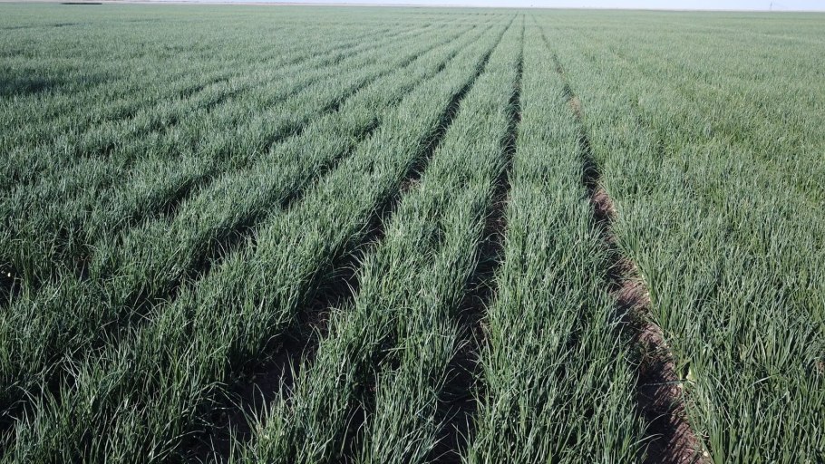 Лук Питер Глейзбрук рекорд