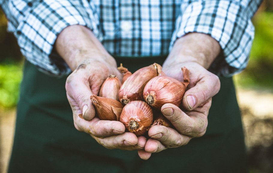Луковая кожица