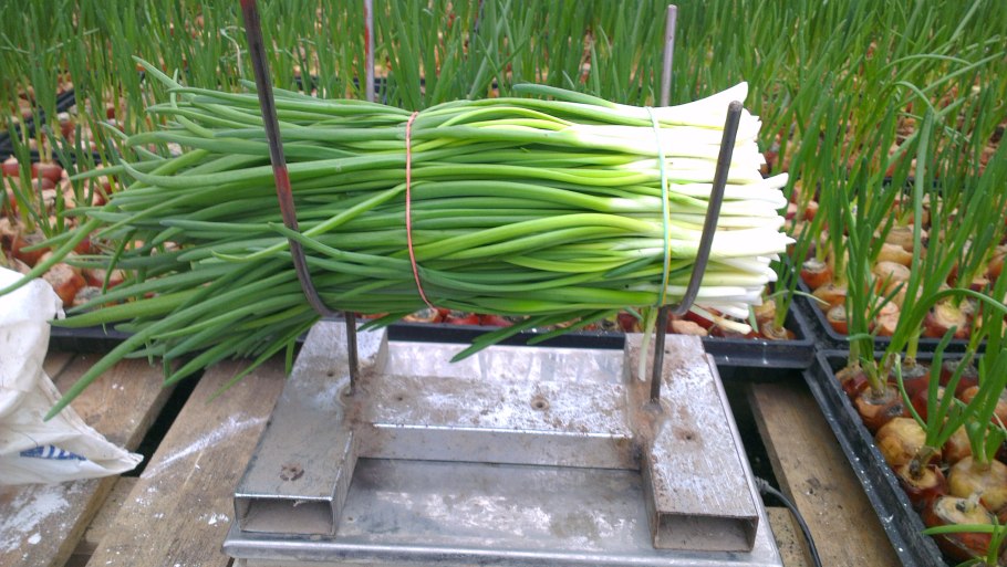 Лук репчатый на белом фоне