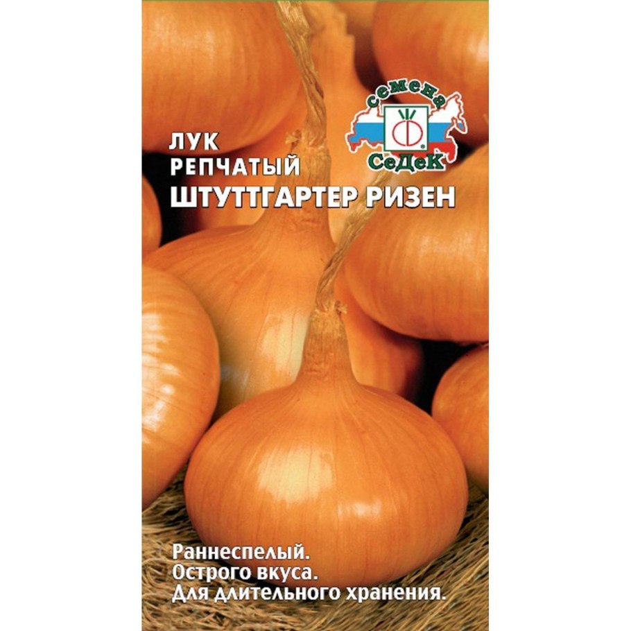 Лук севок Даниловский