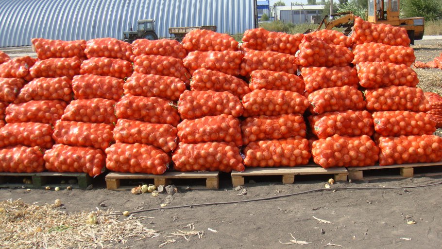 Красный лук индийский