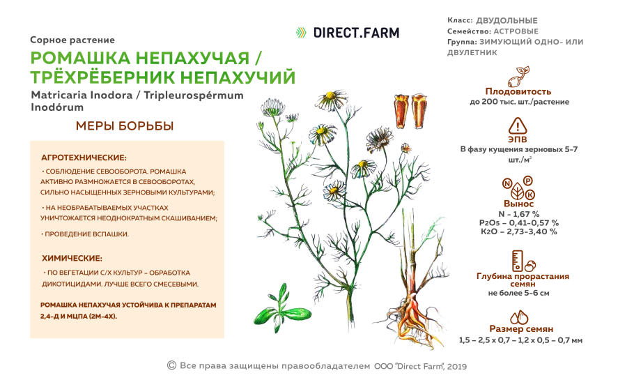 Цветки ромашки аптечной ГФ