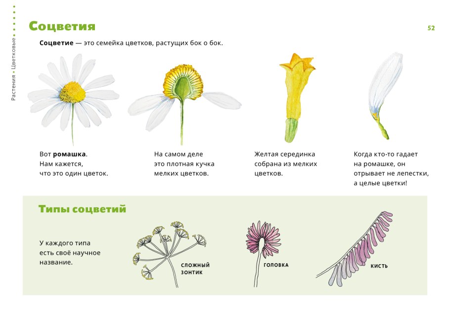 Tripleurospermum inodorum