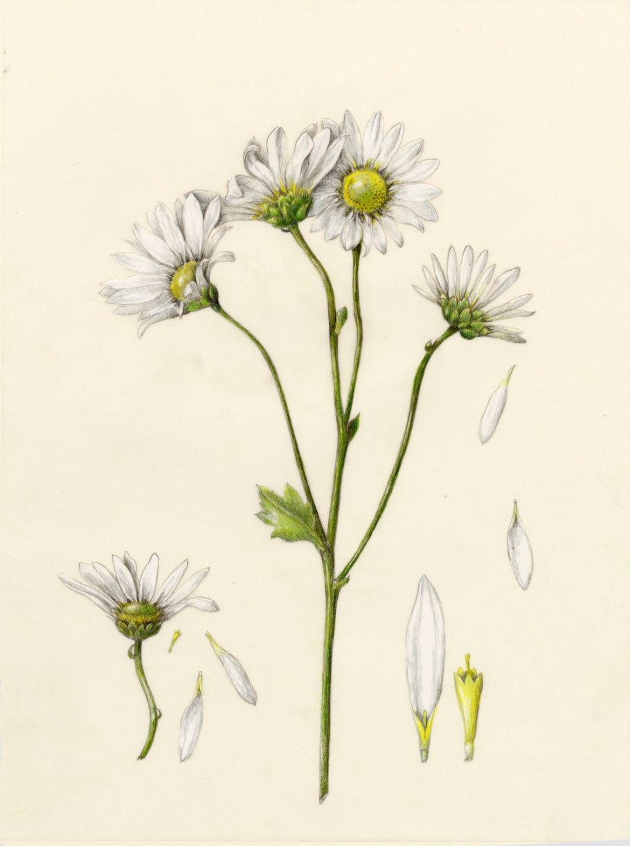 Matricaria recutita l