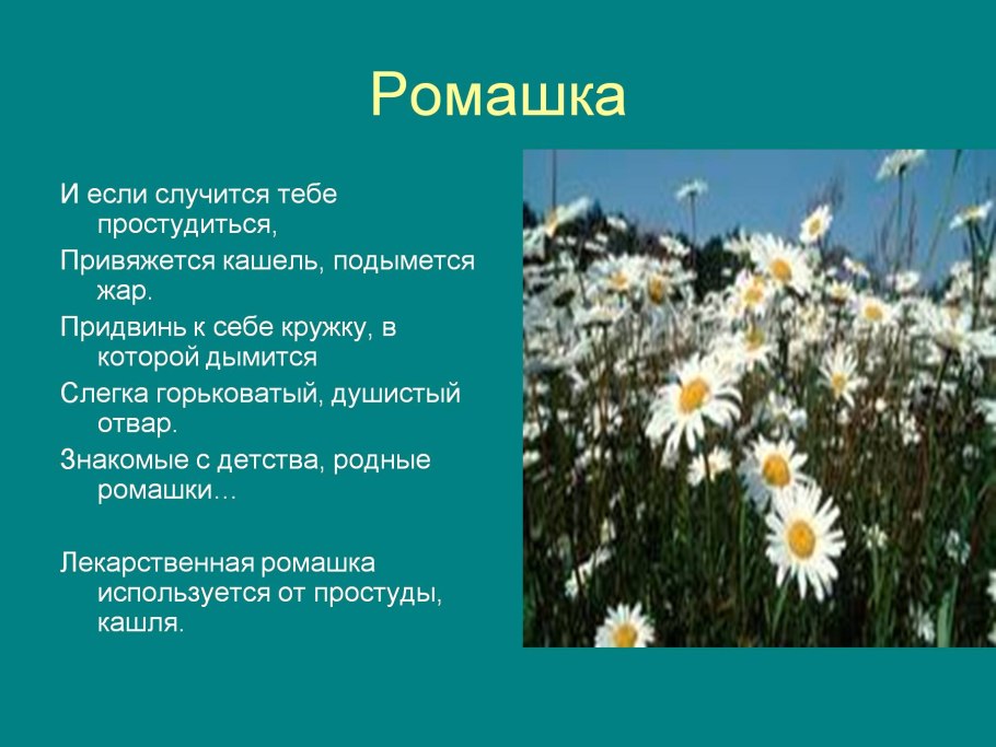 Ромашка корень растения