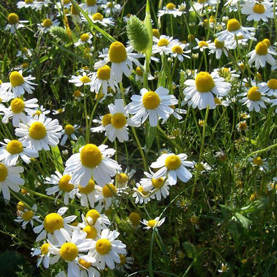 Matricaria Chamomilla
