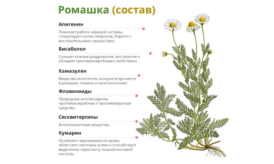Matricária Chamomilla Ботанический рисунок