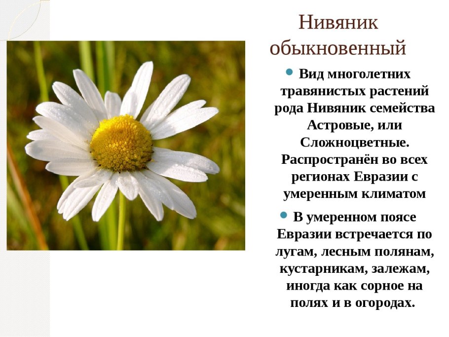 Matricaria recutita Ботаническая иллюстрациях