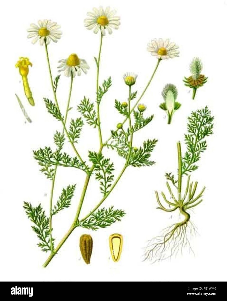 Chamomilla recutita