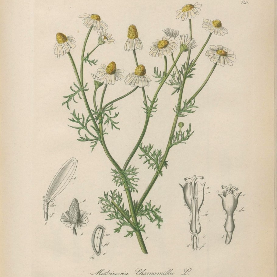 Matricaria Chamomilla Ботанический рисунок