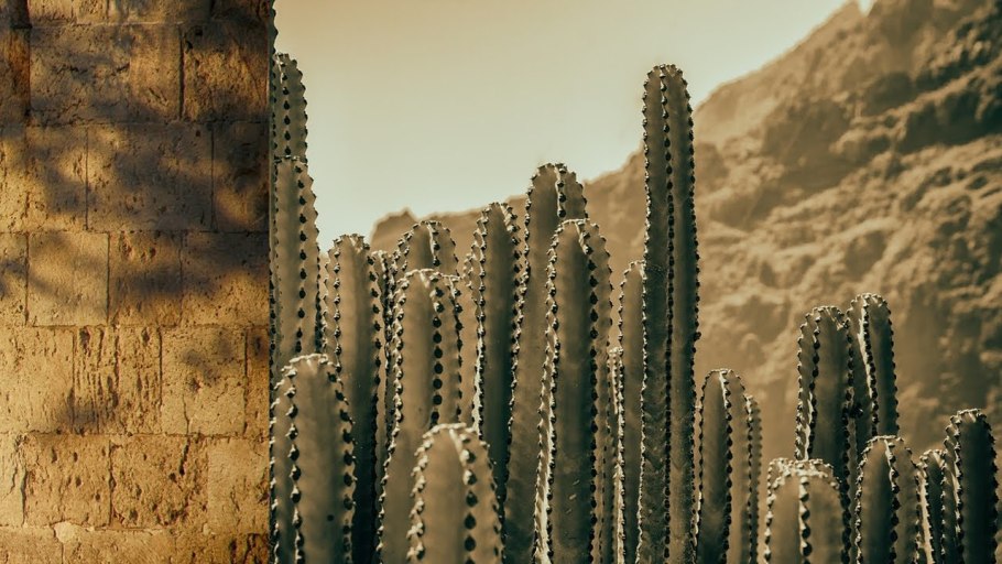 Кактусы в Африке