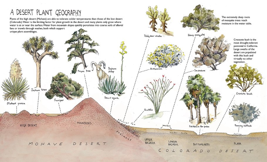 Растительный мир в пустыне