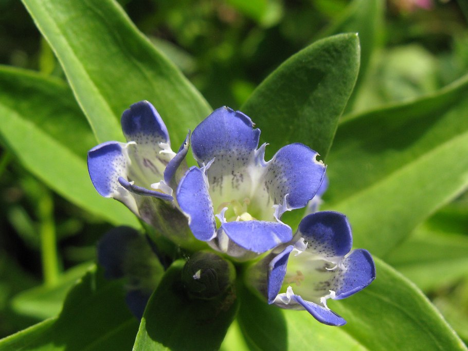 Горечавка перекрестнолистная красная книга