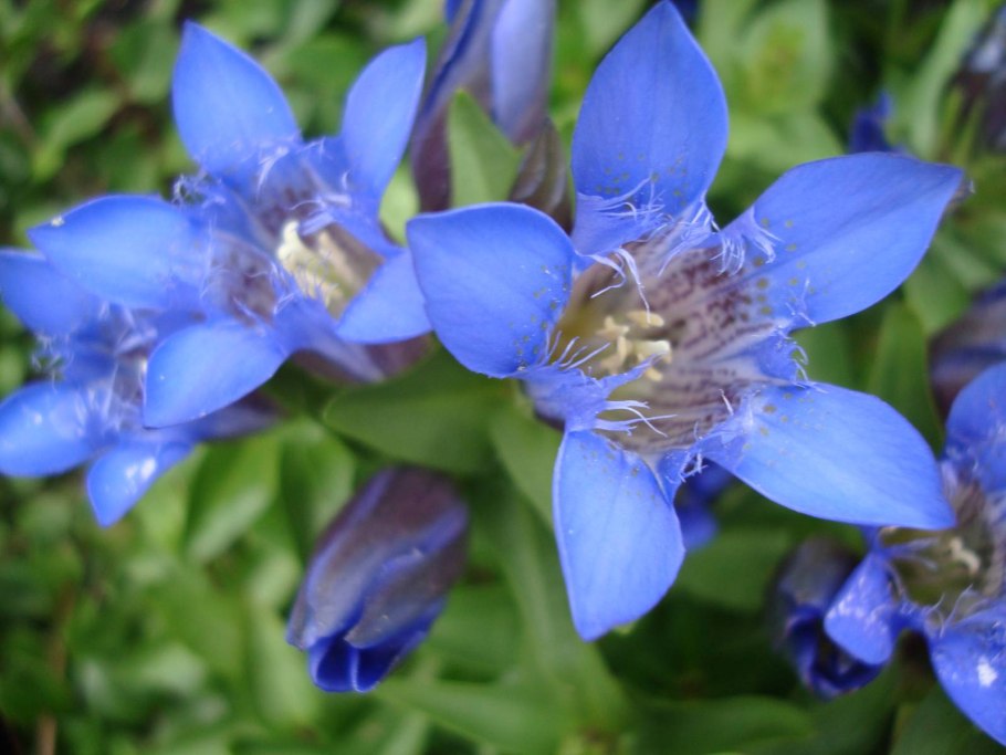 Горечавка перекрестнолистная