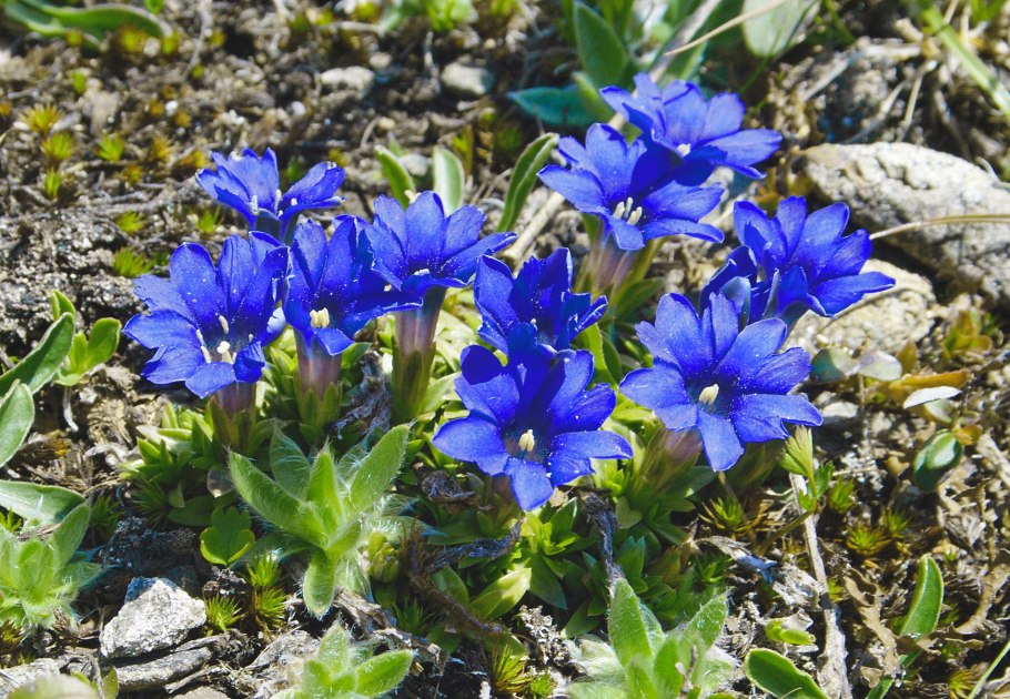 Горечавка крестоцветная