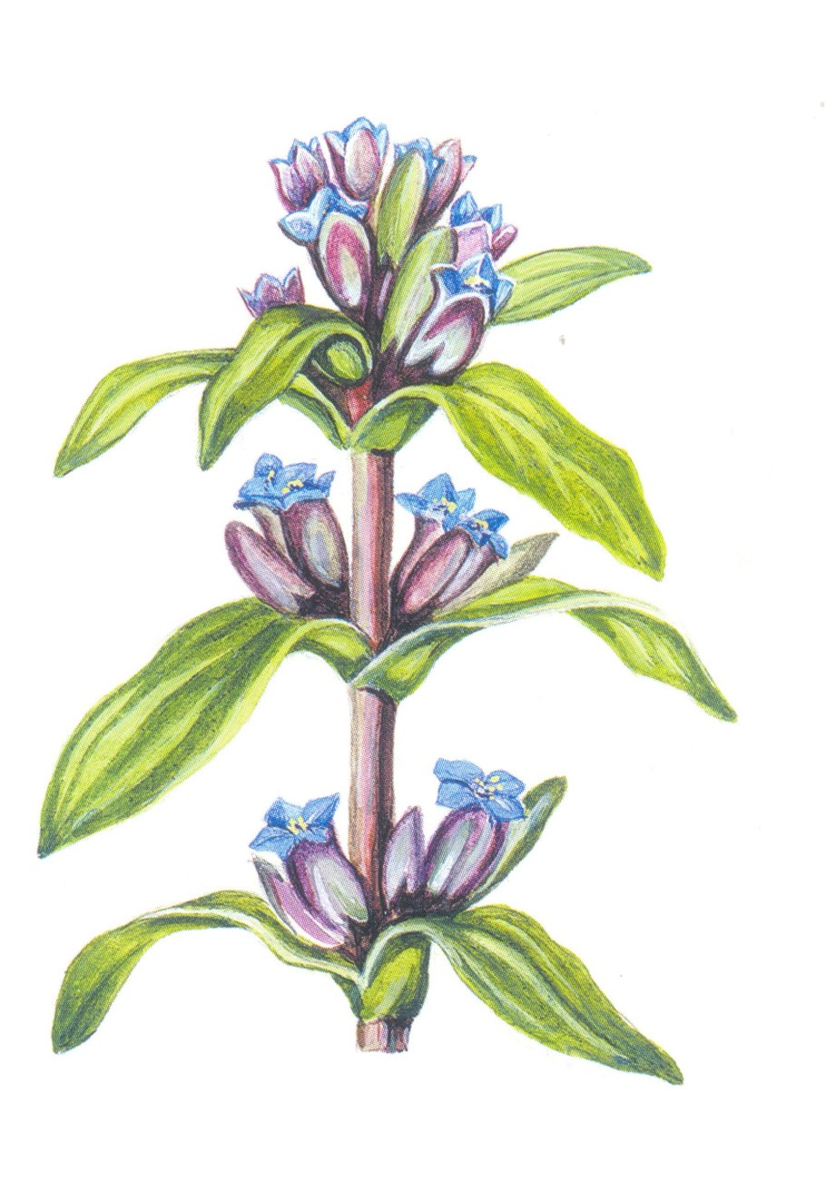 Горечавка крестовидная