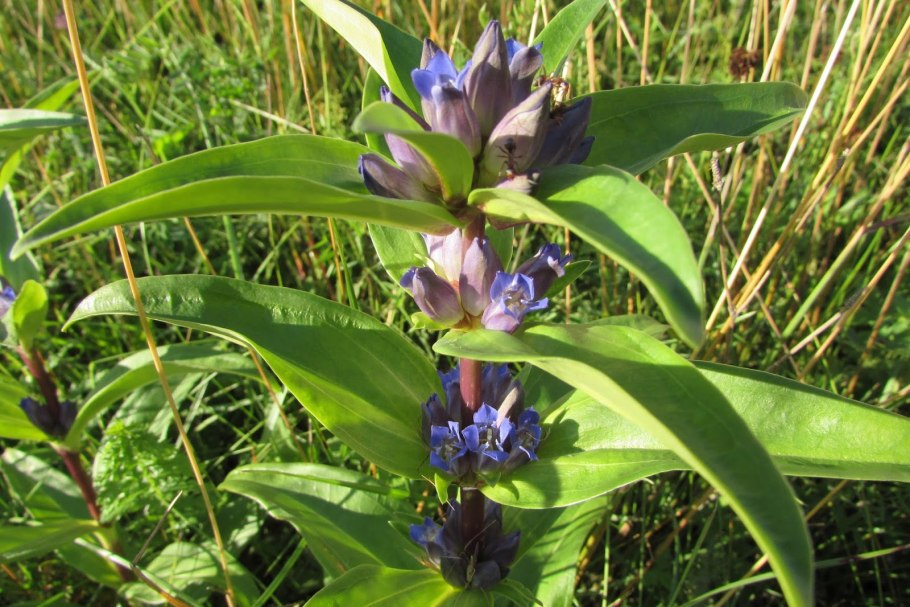 Горечавка крестовидная