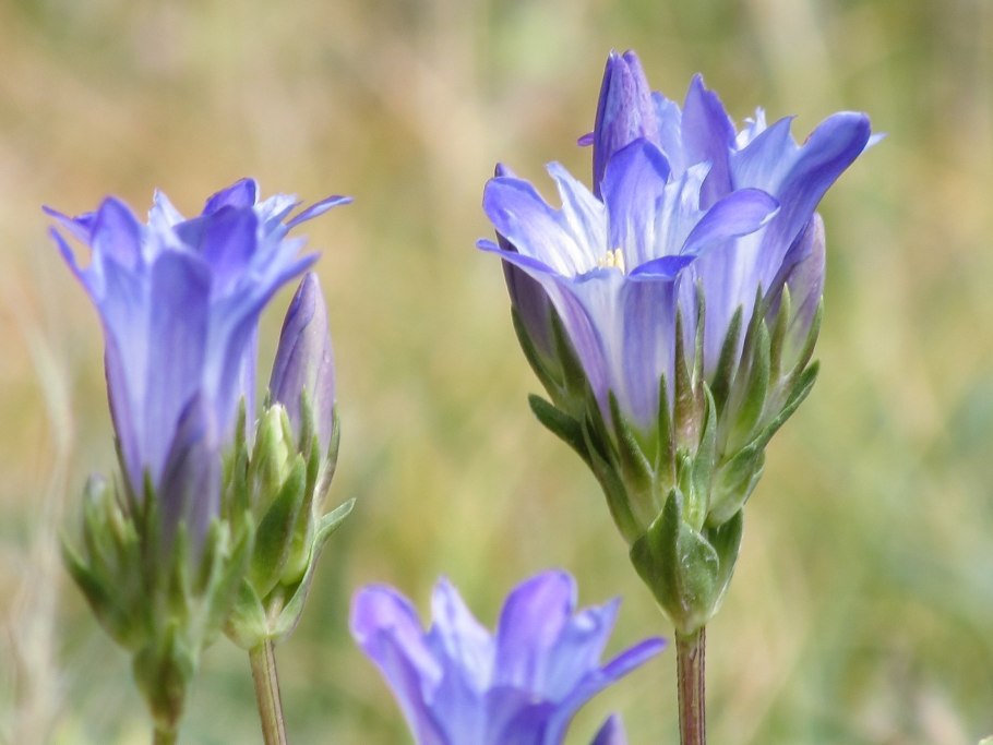 Горечавка лёгочная