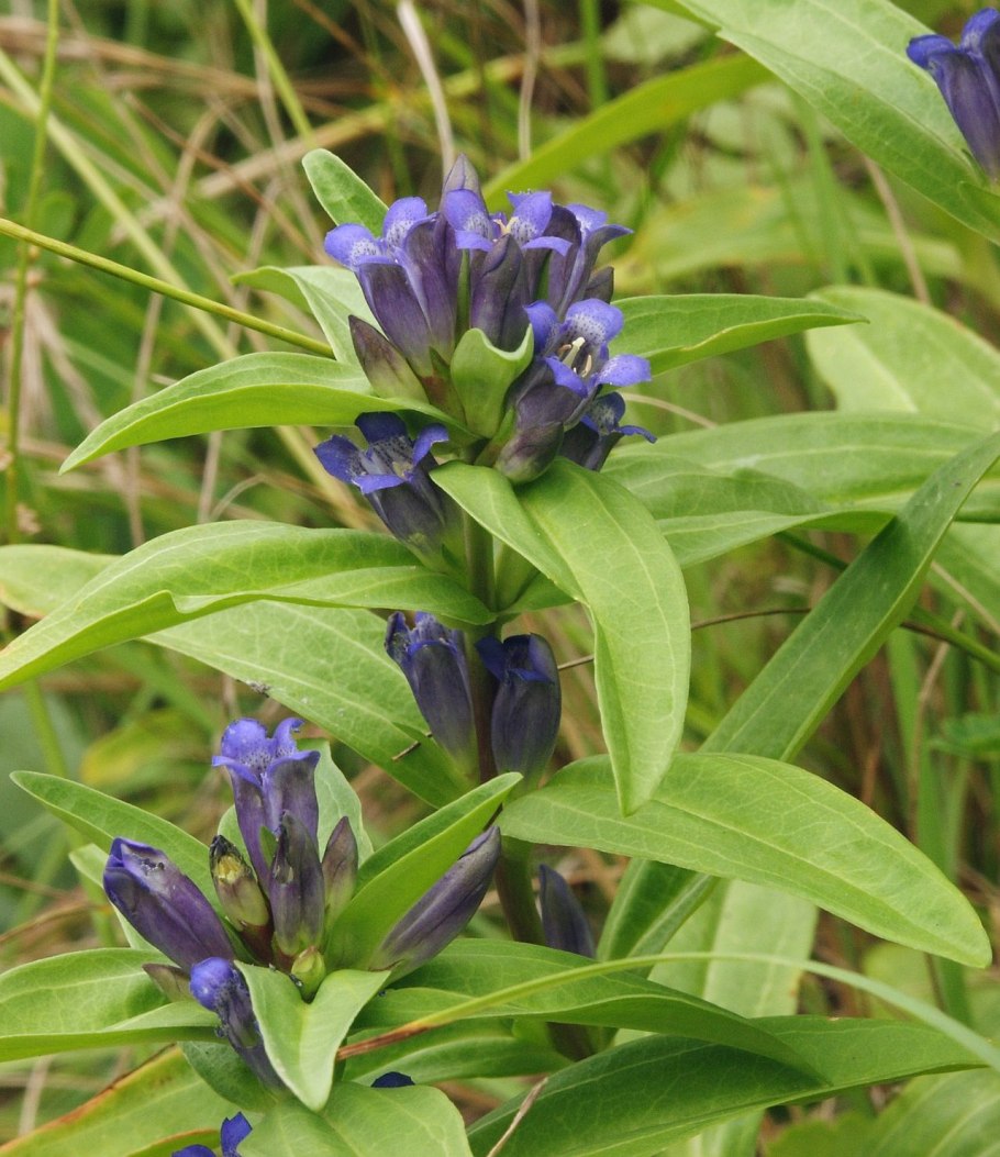 Горечавка легочная Gentiana pneumonanthe