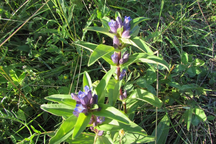 Синема трехцветковая