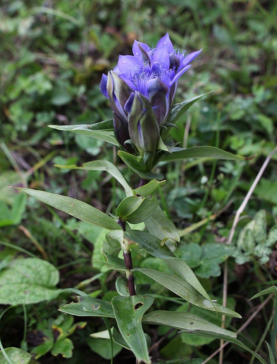 Горечавка крестовидная рисунок