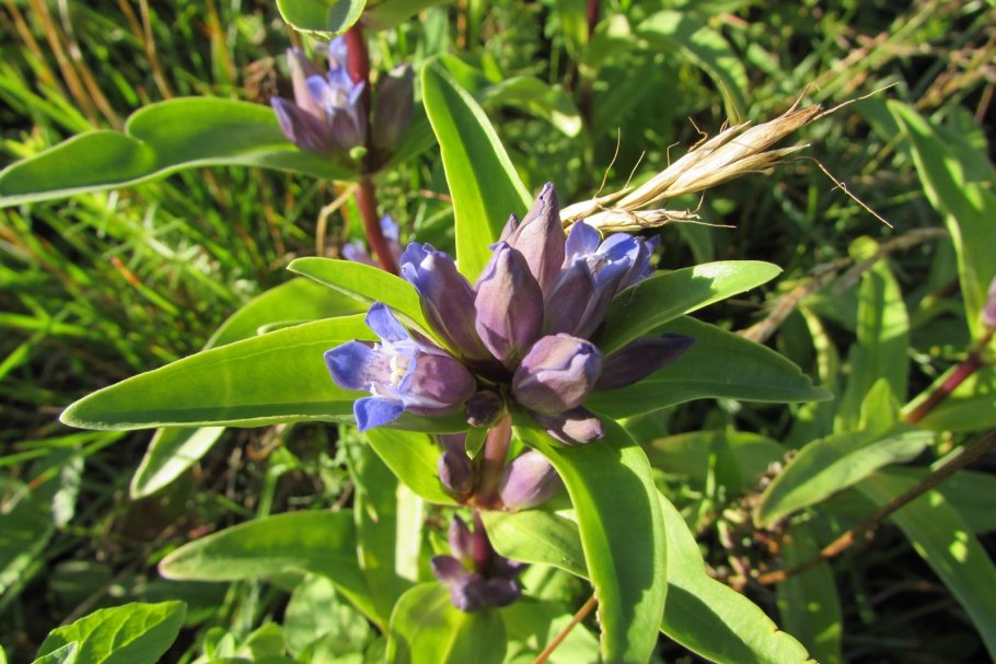 Горечавка крестовидная красная книга