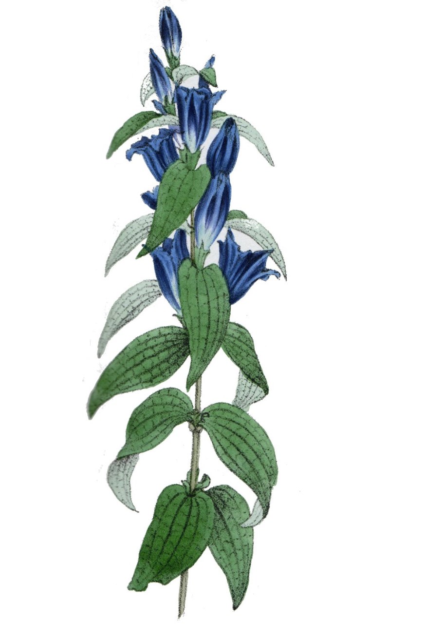 Горечавка джимильская